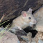 Desert Woodrat