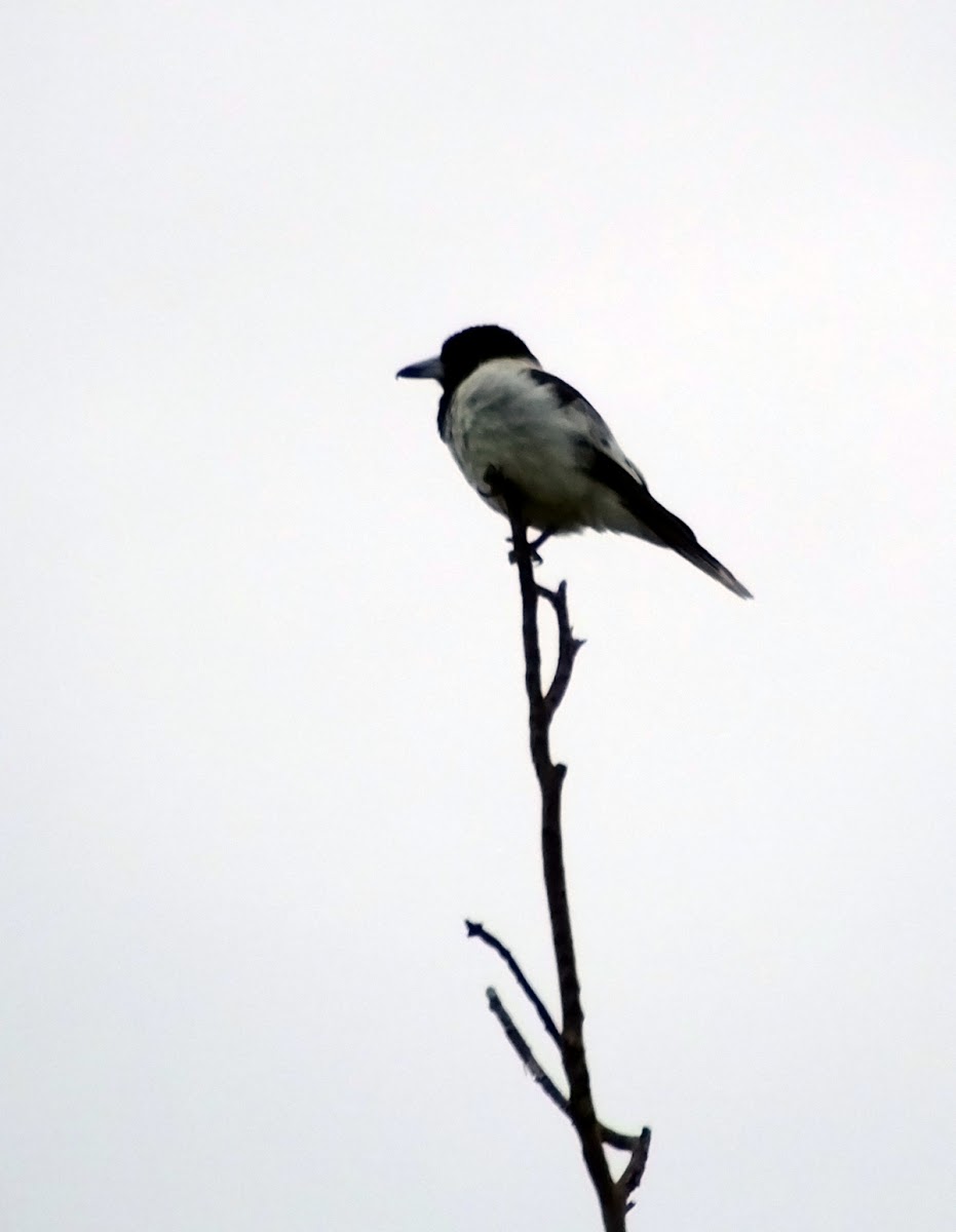 butcher bird