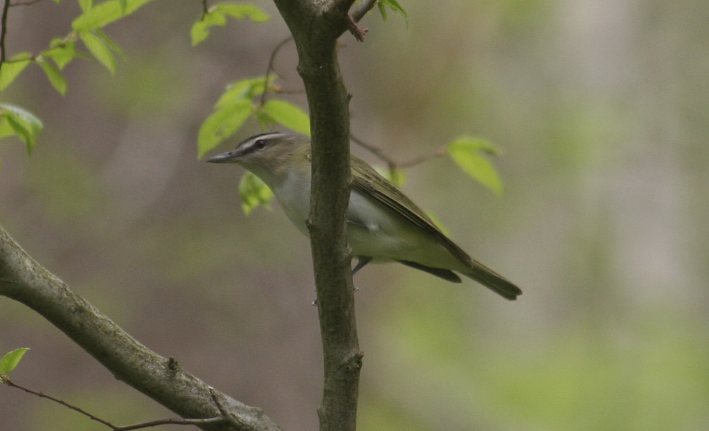 Red-Eyed Vireo