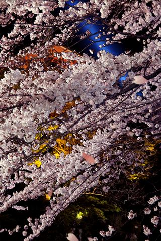 夜桜 ライブ壁紙のおすすめ画像3