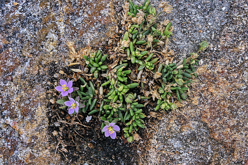 Spergularia rupicola