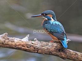 Kingfisher by Blaz Crepinsek -  