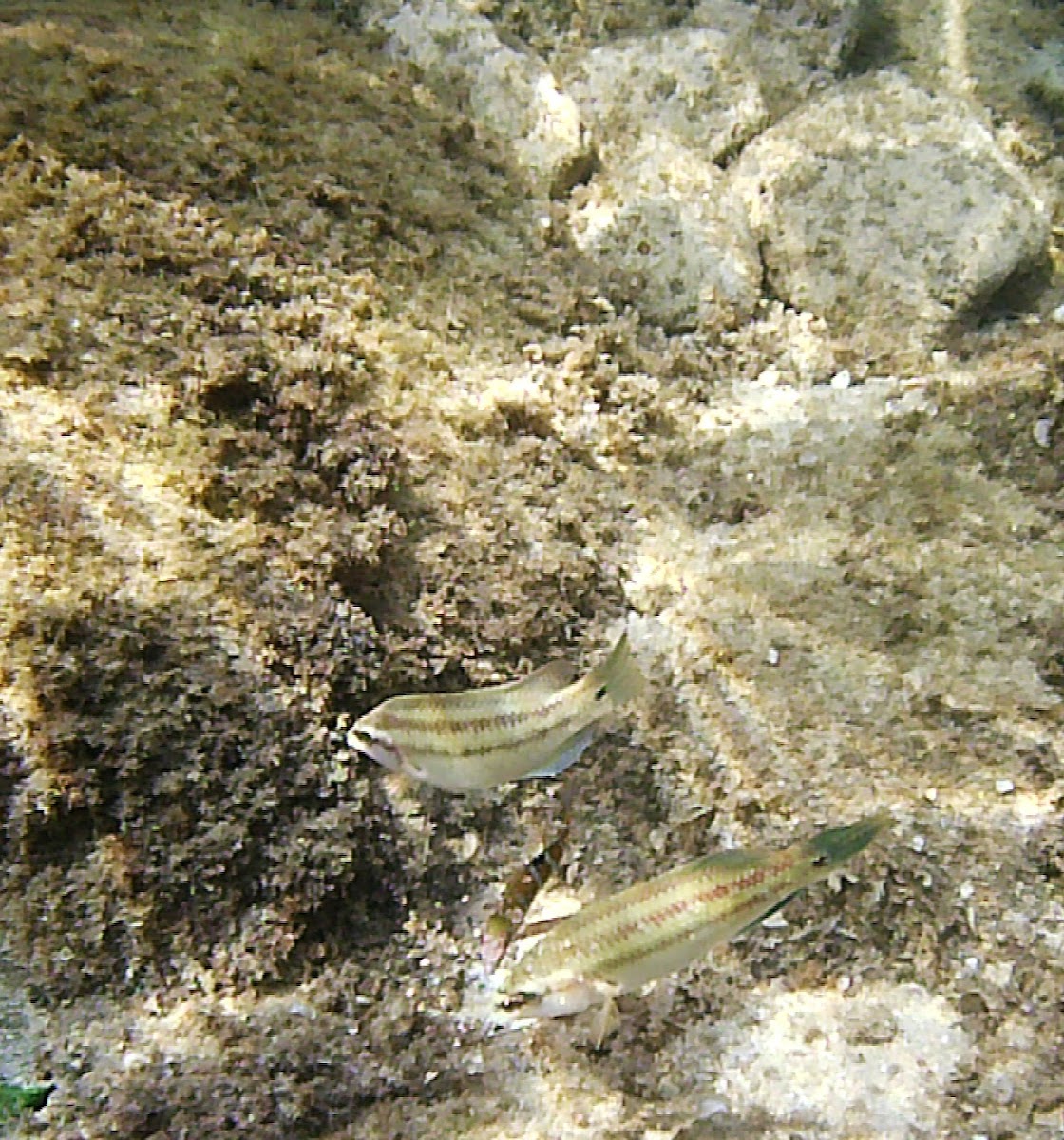 Peacock wrasse