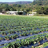 【三義】向陽田園民宿