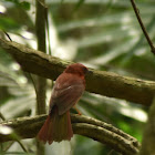 Red-throated ant tanager