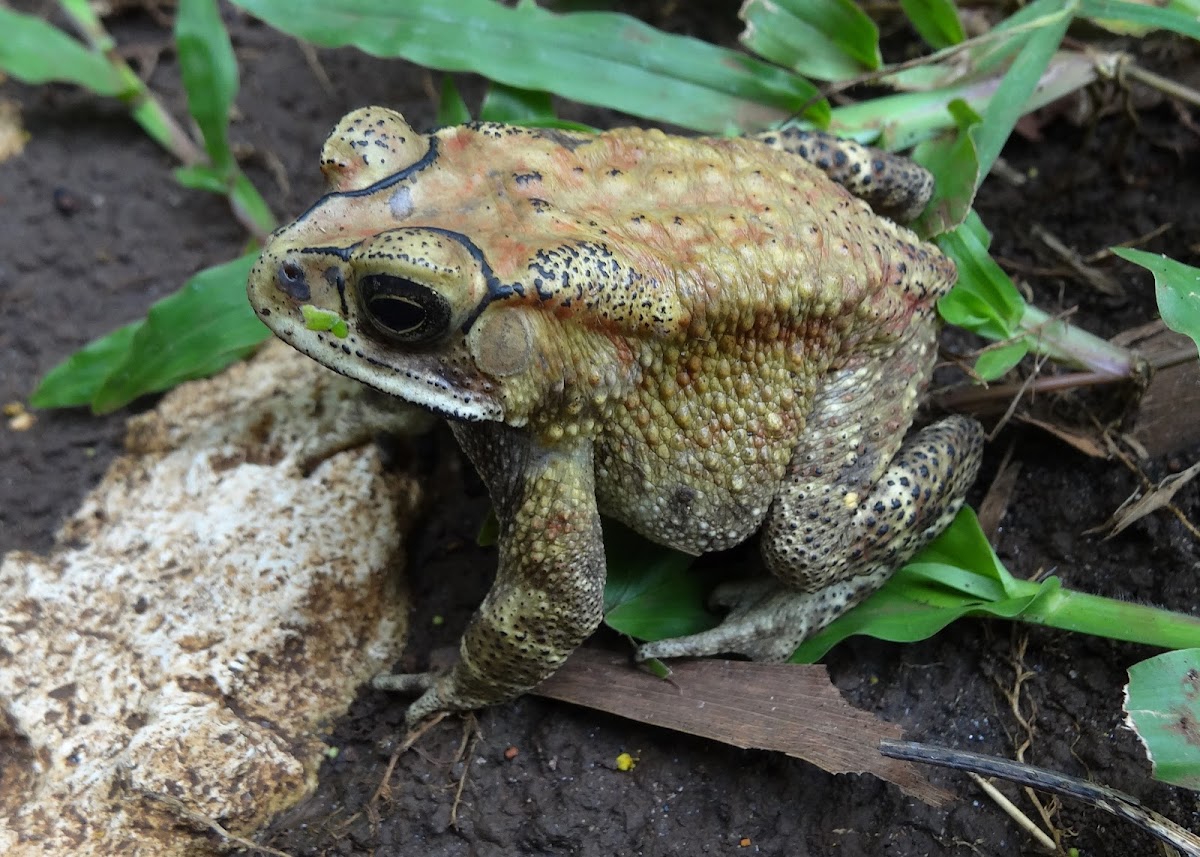 Asian Common Toad