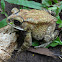 Asian Common Toad