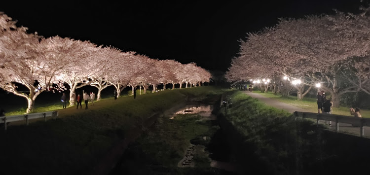スイフトスポーツの桜とコラボ🌸・桜・夜桜・スイフトスポーツに関するカスタム事例の投稿画像1枚目