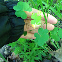 Yellow Wood Sorrel