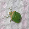 Southern green stink bug