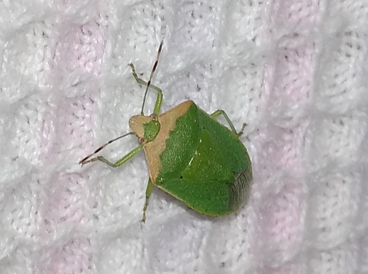 Southern green stink bug