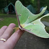 Luna Moth