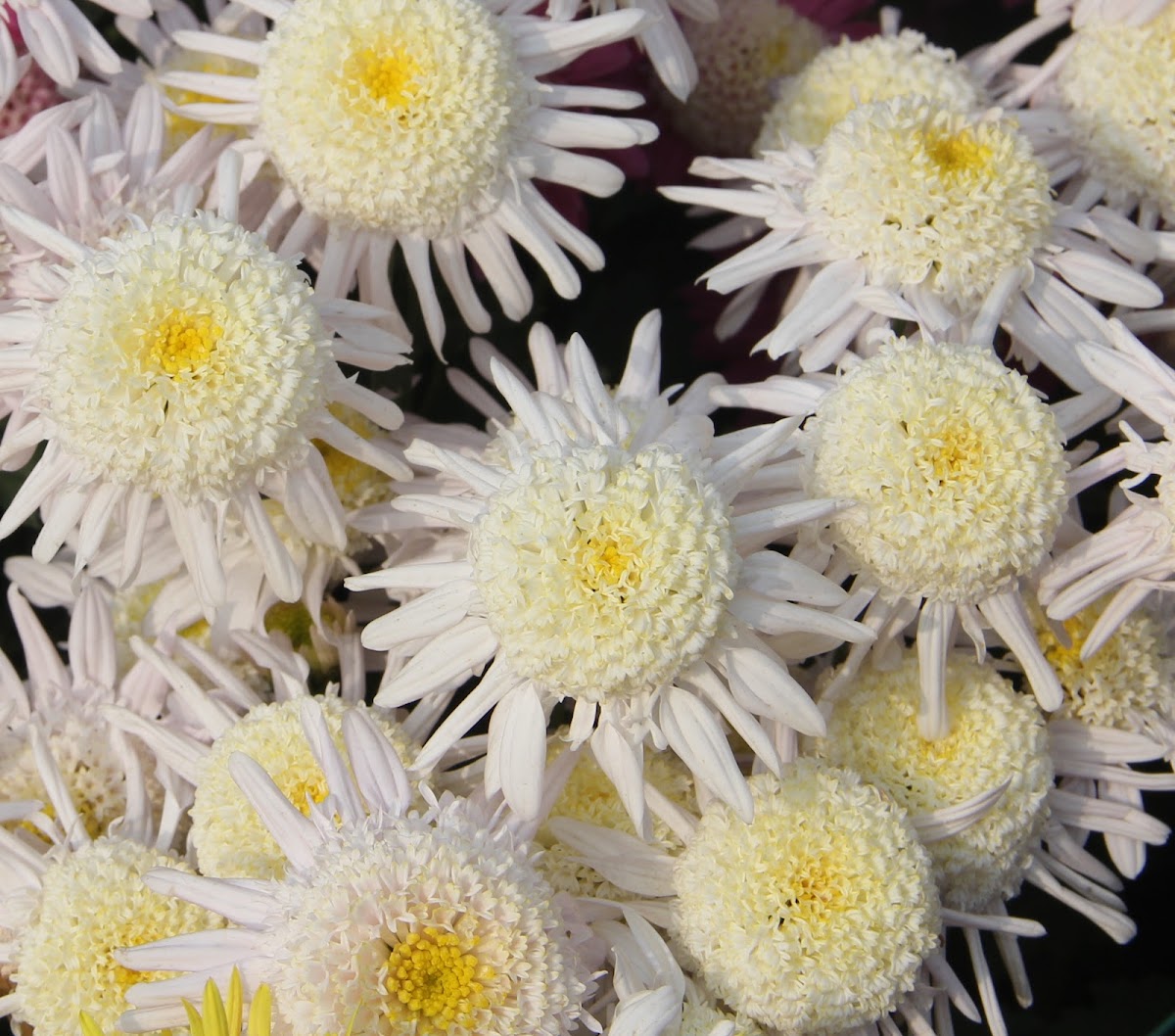 Chrysanth