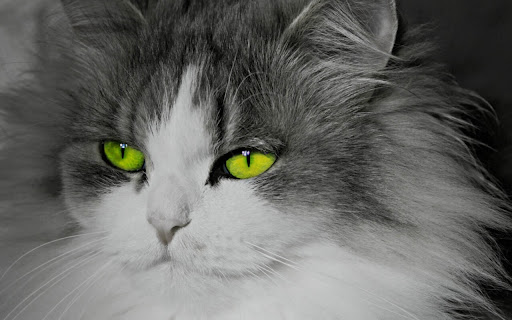 Majestic Feline with Striking Green Eyes screenshot 2