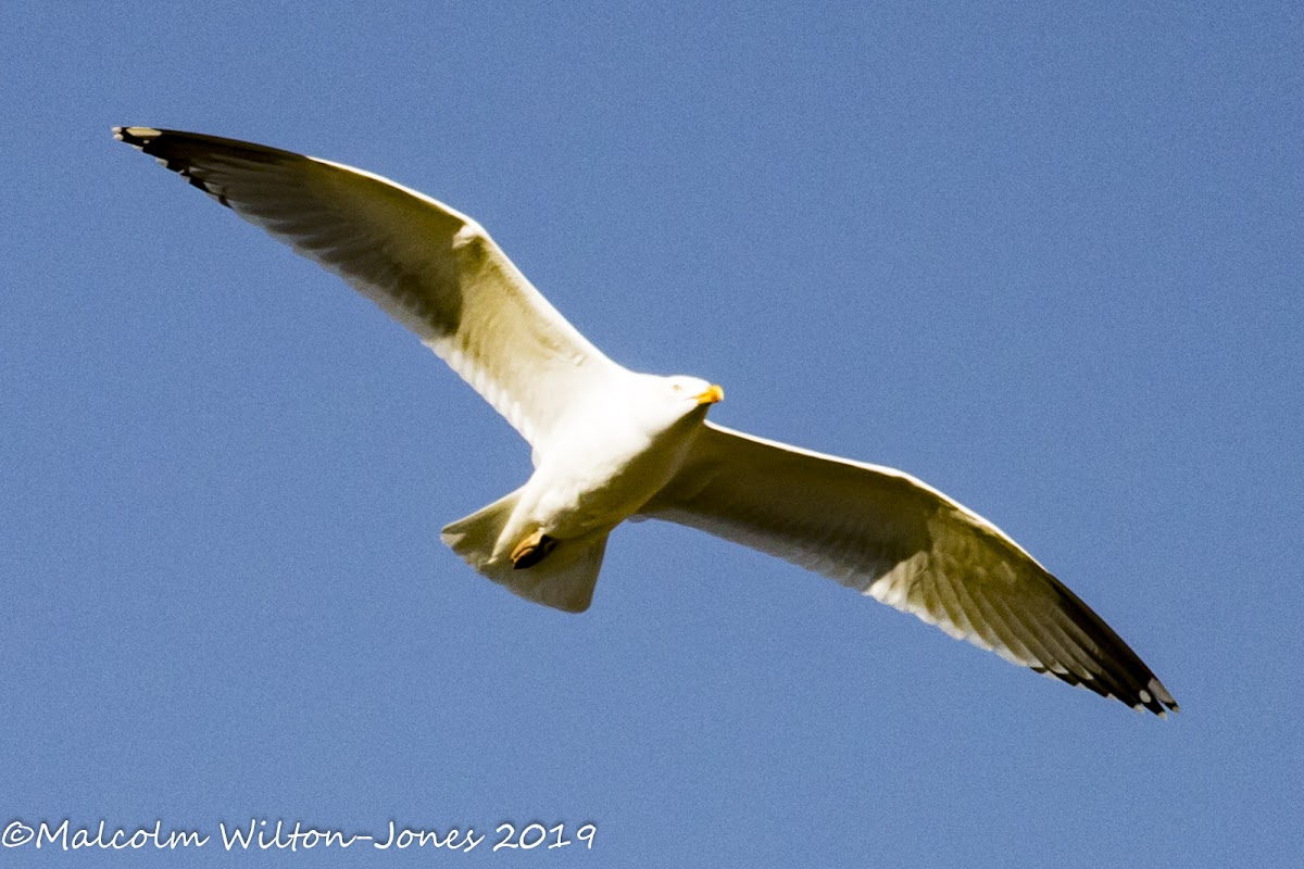 Lesser Black-backed Gull