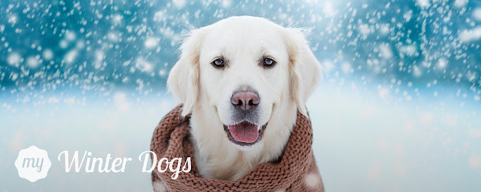 My Winter Dog & Puppy HD Wallpapers marquee promo image