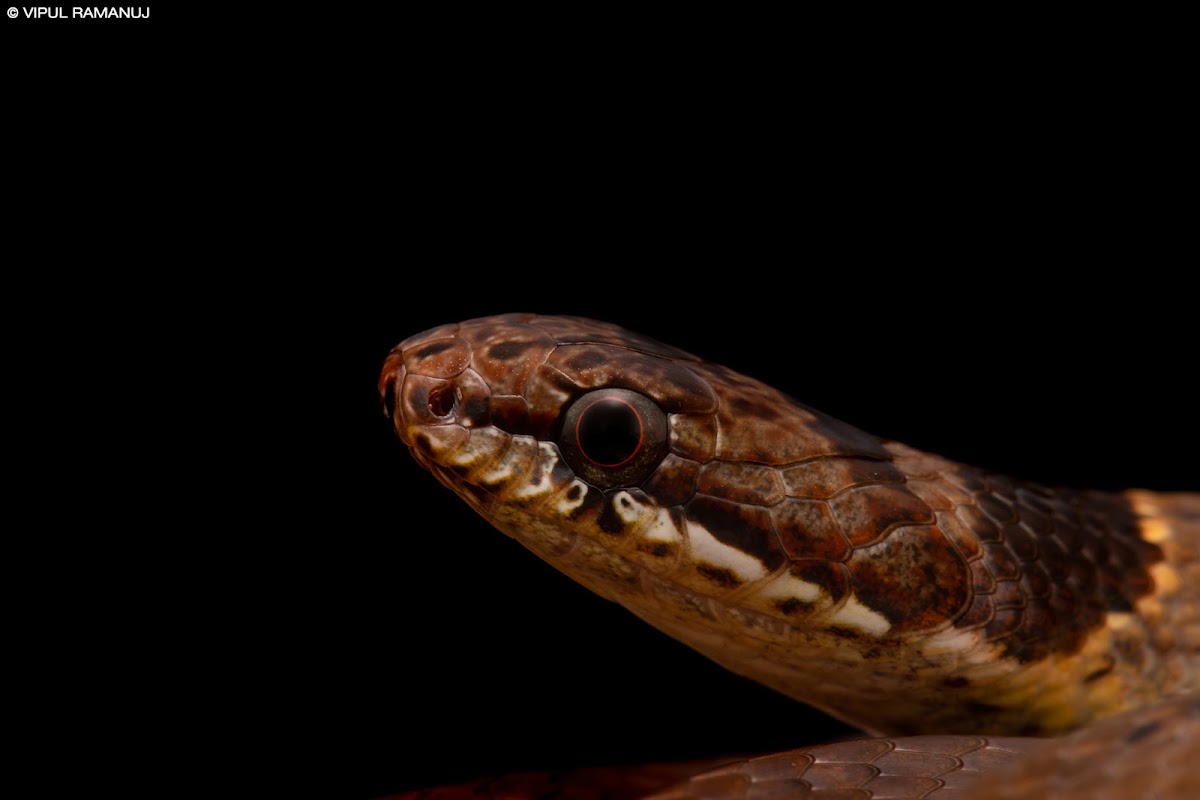 Collared Black-headed Snake