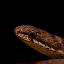 Collared Black-headed Snake