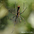 Giant Golden Orb Weaver