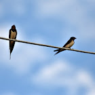 Barn swallow