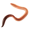 تنزيل Worm simulator التثبيت أحدث APK تنزيل