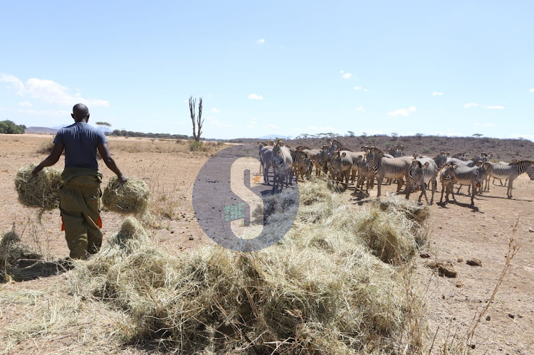 Grevy Zebra Trust team distributes hay to the zebras at Buffalo Springs National Reserve, Isiolo on October 25, 2022.