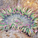 Aggregating anemone