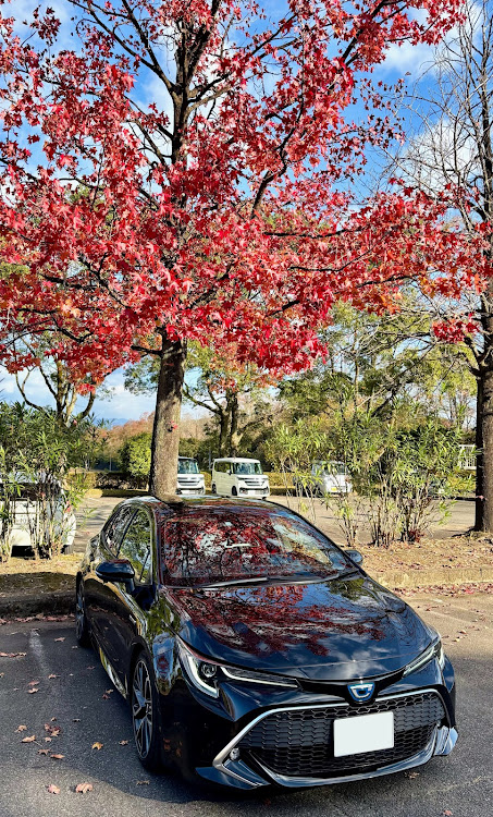 カローラスポーツの紅葉と愛車・顔面アップ選手権・2024ベストショット11月・秋の深まりに関するカスタム事例の投稿画像1枚目