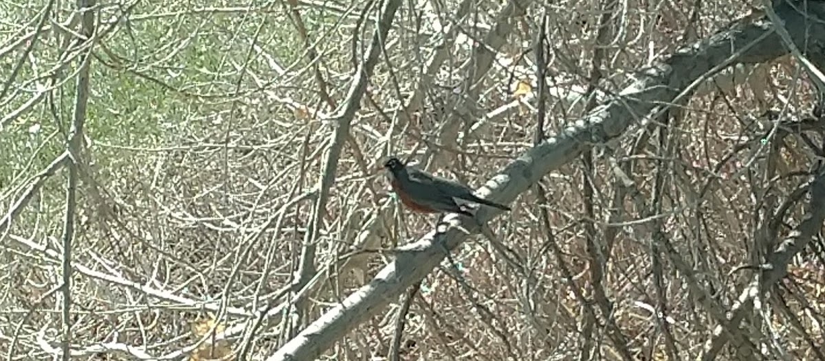 Eastern Towhee