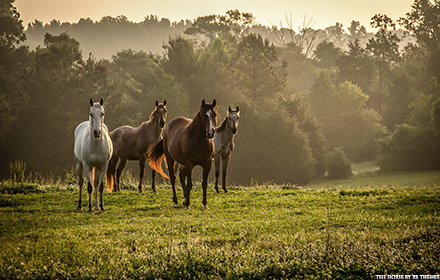 The Horse By RB Themes small promo image