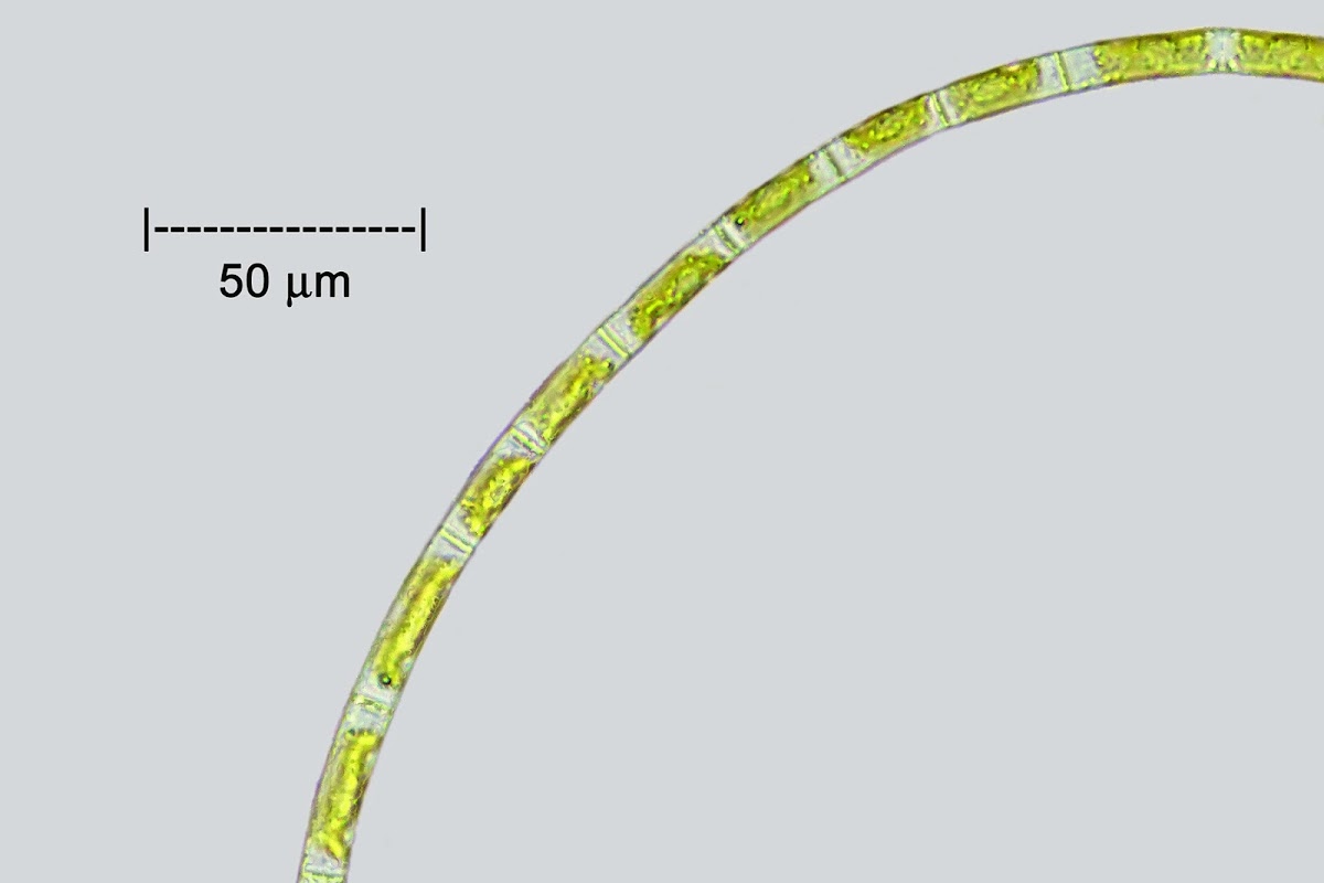 Filamentous Alga