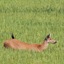 Marsh Deer