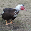 Muscovy Duck