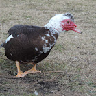 Muscovy Duck