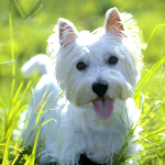 West Highland Terriers Puzzle Apk