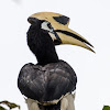 Oriental Pied Hornbill