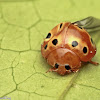 Eastern Ten-spotted Lady Beetle