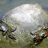 Striped shore crabs