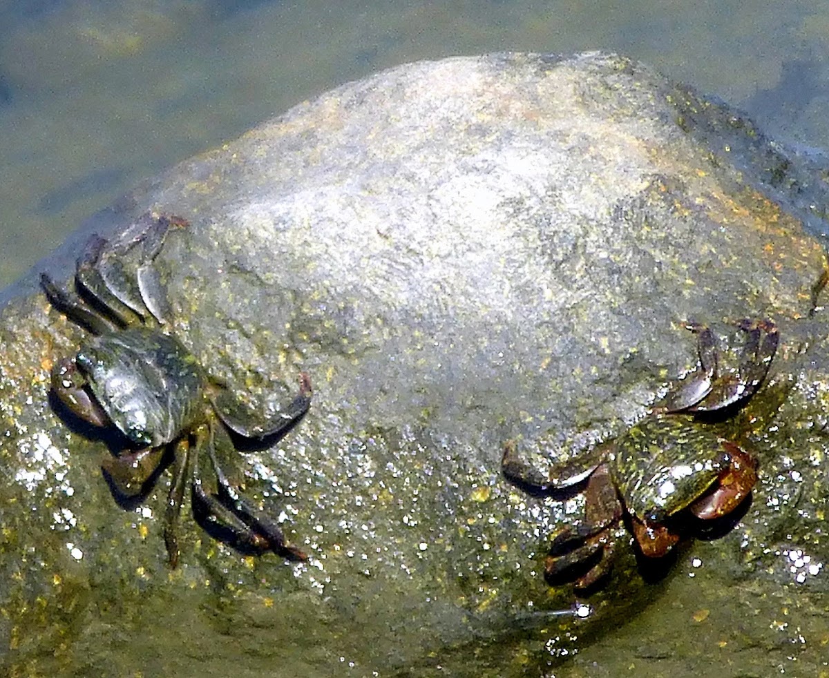 Striped shore crabs