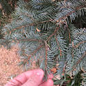 Blue Spruce