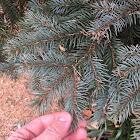 Blue Spruce