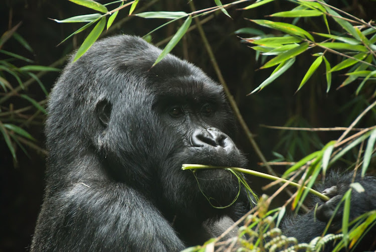 Generic photo of a gorilla. Image: 123RFStock Image/ayerst