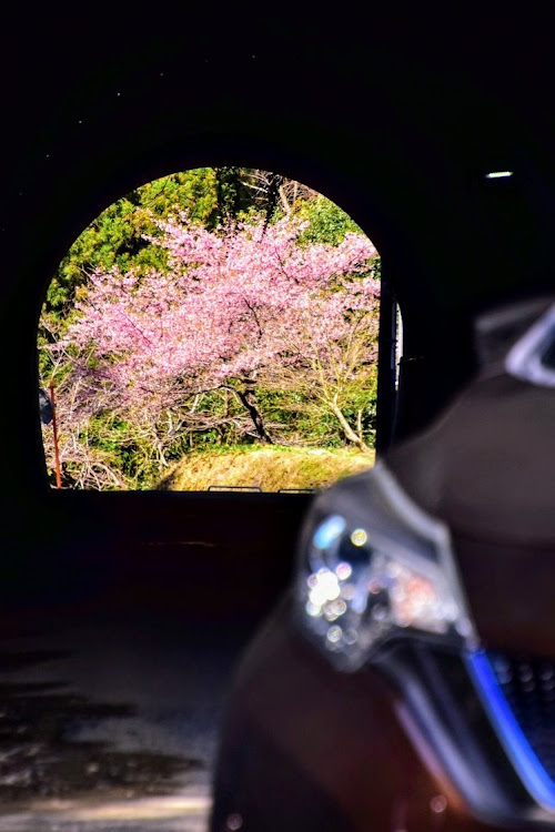 ノートeパワーのHE12・フォトドライブ・鴨川・桜と愛車に関するカスタム事例の投稿画像2枚目