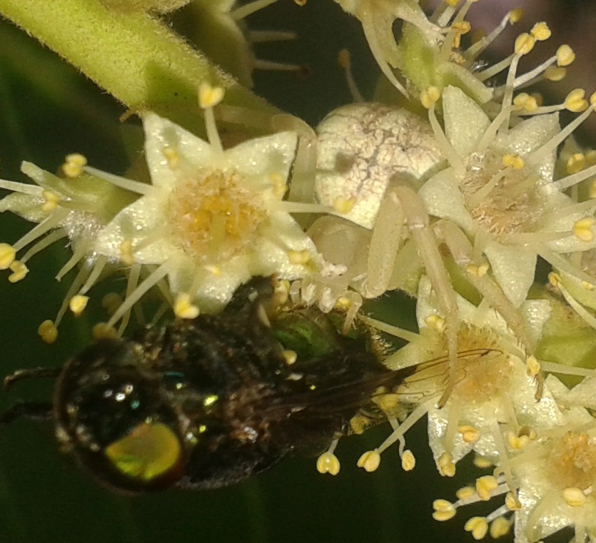 Flower Crab Spider