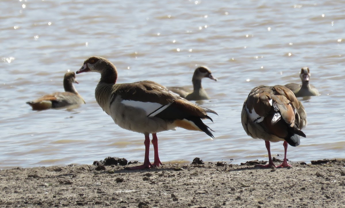 Egyptian goose