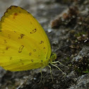 Common Grass Yellow