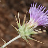 Spiny ptilostemon