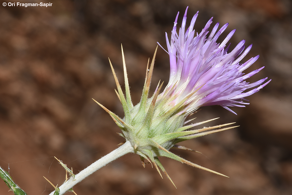 Spiny ptilostemon