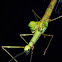 Stick Insect/Phasmid