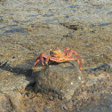 Sally Lightfoot Crab